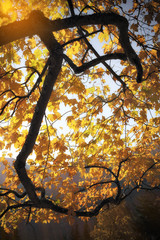 Fall colors tree at sunny day