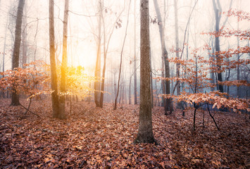 Autumn foggy sunrise in the forest