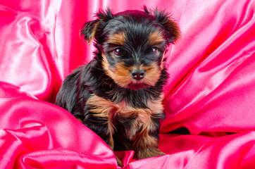 Portrait of  yorkshire terrier puppy, 2 months old on pink background