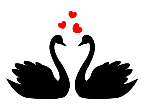 Swan couple