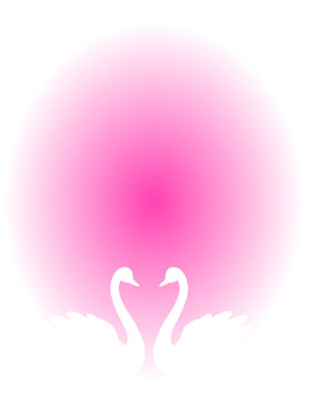 Swan couple on pink background