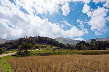 Fototapeta premium View of grass, mountain, and cloudy blue sky in Chiangmai city Thailand