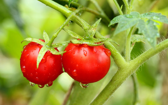 Two cherry tomatoes on the branch