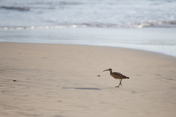 Whimbrel on the Beach