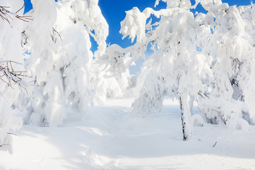 Fototapeta na wymiar Snow covered trees in winter forest after snowfall