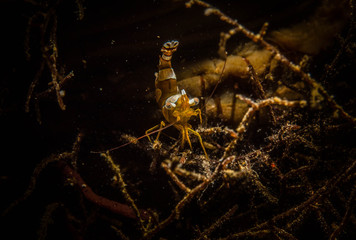 Underwater shrimp in Anilao