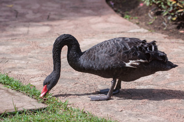 Swan eating grass