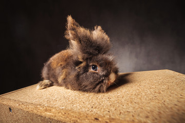 Furry lion head rabbit bunny lying on a wood box