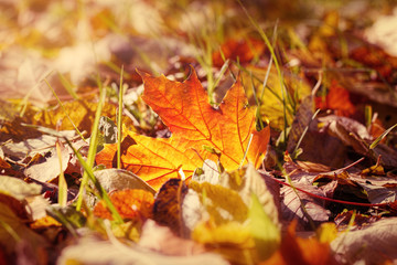 Fallen autumn leaves in the park