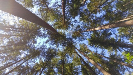 Nature View Looking Up at Forest Canopy of Evergreen Trees