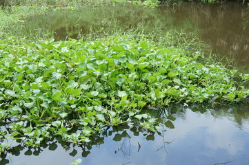 Obraz na płótnie Canvas water hyacinth in the river