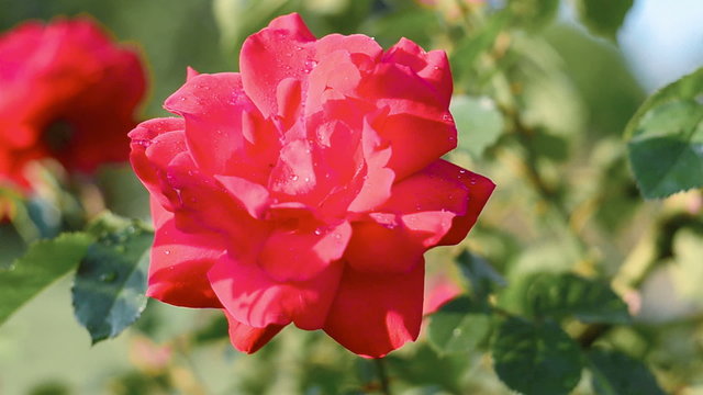 Red rose blloming in springtime.