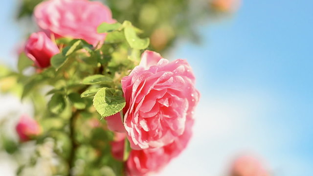 Rose Flower blooming in springtime.