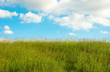 Fototapeta na wymiar Green meadow and blue sky