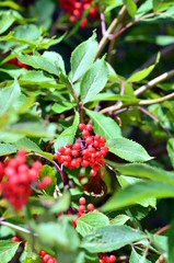 Rowan berries, Sorbus aucuparia