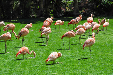 Fototapeta na wymiar Group of flamingos on green grass