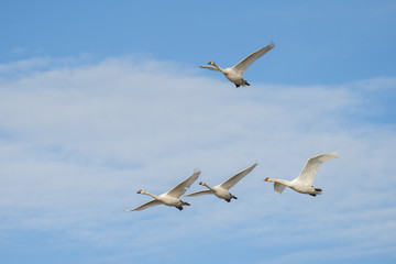 Fototapeta na wymiar Mute swans in flight