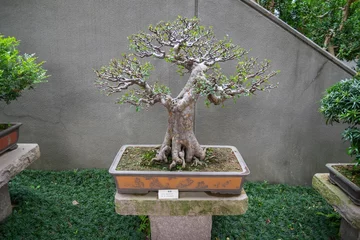 Fotobehang Old bonsai Hong Kong Nan lian garden © bawan