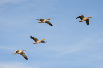 Greylag Geese in flight