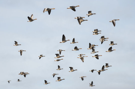 Flock of greylag geese in flight