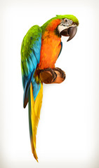 Naklejka premium Parrot macaw, vector illustration