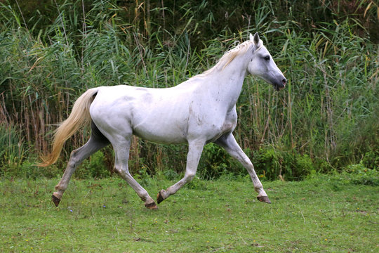 Arabian young grey horse galloping on pasture against green back