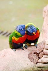 Bright colored parrots cuddling together