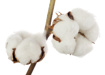 Cotton plant flower isolated on white background.