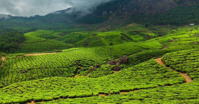 4k Timelapse of green tea plantations in Munnar, Kerala, India with zooming effect