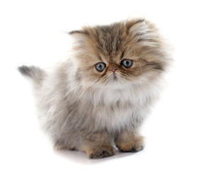 persian kitten