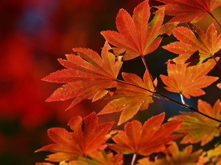 秋の陽射しを受けた紅葉