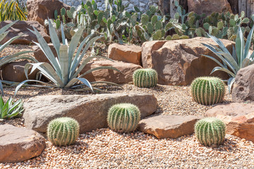 Cactus in botanical garden, model of desert garden.