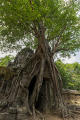 Fototapeta na wymiar Tree over temple in Angkor Wat, Cambodia