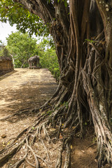 Tree over temple in Angkor Wat, Cambodia