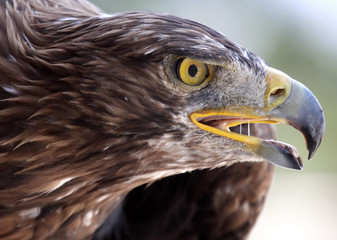 Portrait of a beautiful eagle