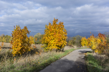 Young maples with asphalt road retracted heaven