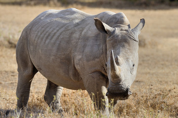 Obraz premium African white rhino