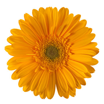 Yellow gerbera flower head