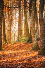 Foto op Plexiglas Autumn forest © OSORIOartist