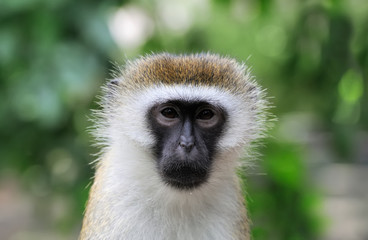Vervet Monkey, National park of Kenya