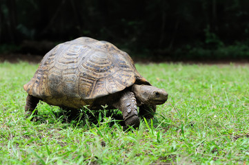 African Spurred Tortoise in grass
