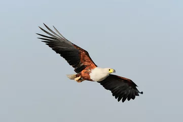 Fotobehang Arend African fish eagle