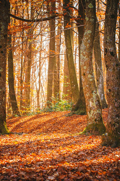 Fototapeta Autumn forest