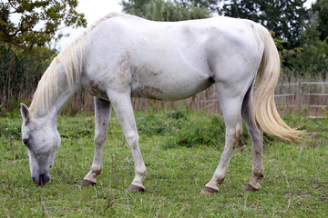 Naklejka na ściany i meble Thoroughbred arabian grey horse grazing fresh green grass