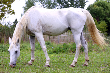 Obraz na płótnie Canvas Thoroughbred arabian grey horse grazing fresh green grass