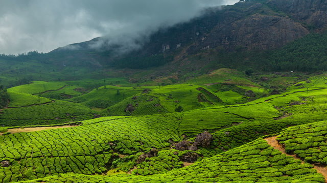 Timelapse of green tea plantations in Munnar, Kerala, India