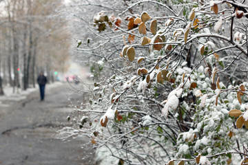 snow park first pathway