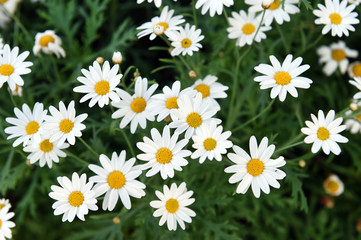 Summer or spring beautiful garden with daisy flowers