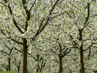 Blühende Obstbäume im Frühling