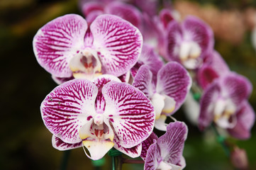 Beautiful purple orchid in the garden.